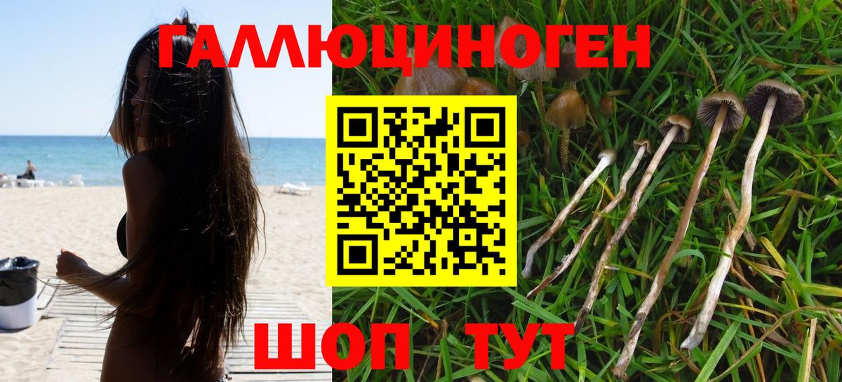 Псилоцибиновые грибы GOLDEN TEACHER Губаха